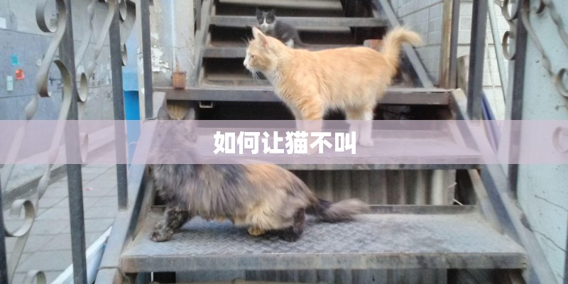 如何让猫不叫