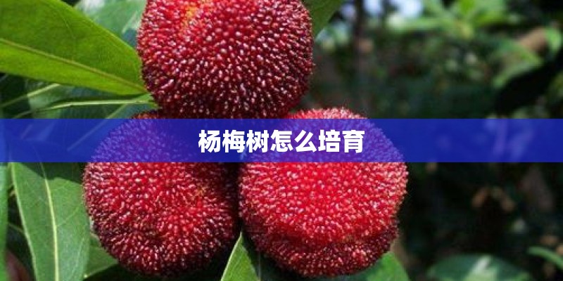 杨梅树怎么培育