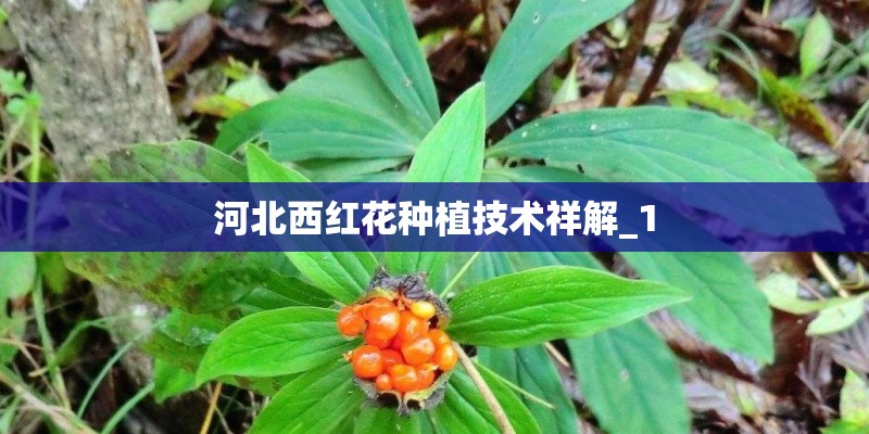 河北西红花种植技术祥解_1
