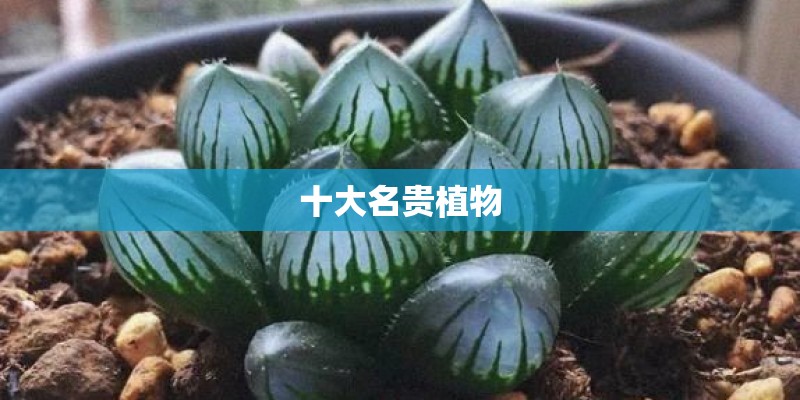 十大名贵植物