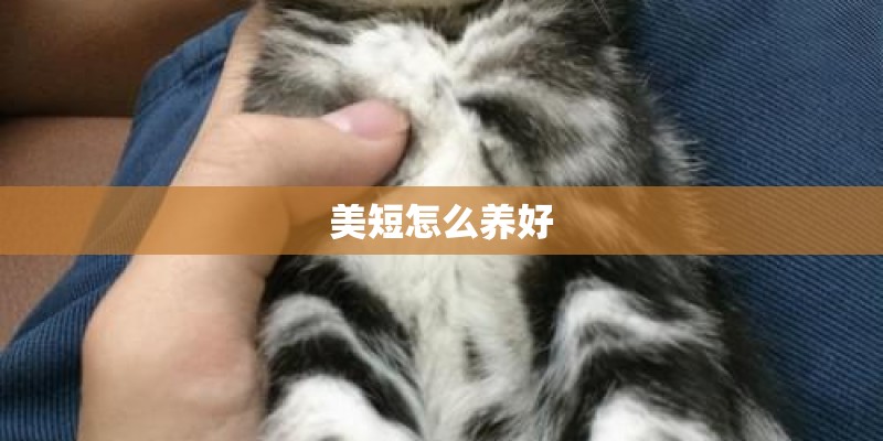 美短怎么养好