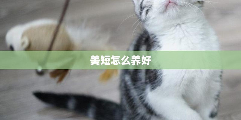 美短怎么养好