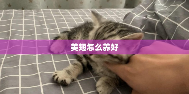 美短怎么养好