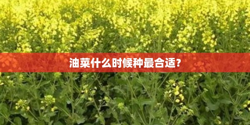 黄瓜育苗的诀窍都有哪些呢？_1