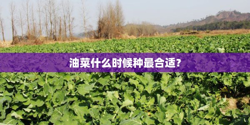 油菜什么时候种最合适？