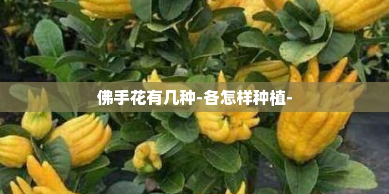 佛手花有几种-各怎样种植-