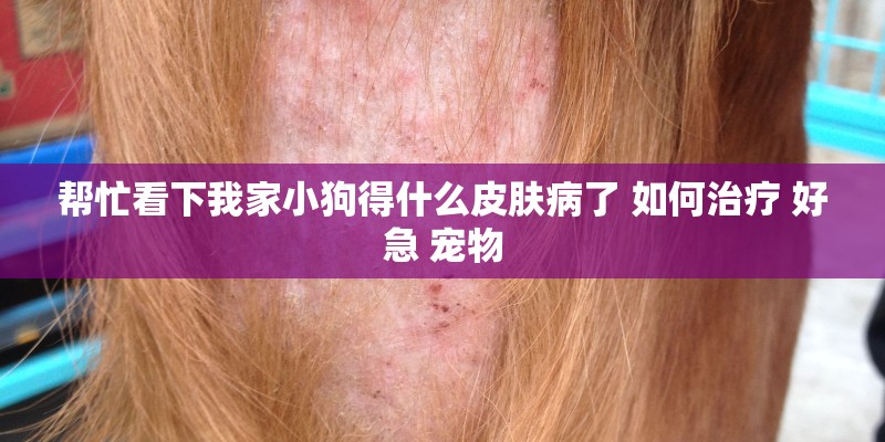 帮忙看下我家小狗得什么皮肤病了 如何治疗 好急 宠物