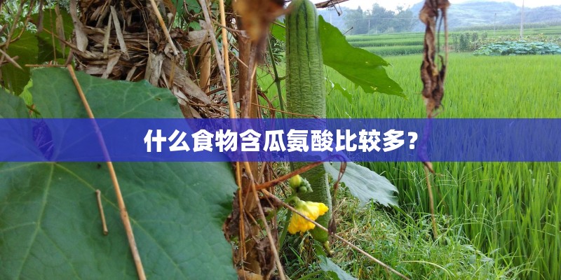 什么食物含瓜氨酸比较多？