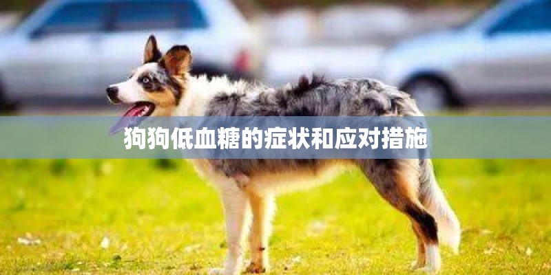 狗狗低血糖的症状和应对措施