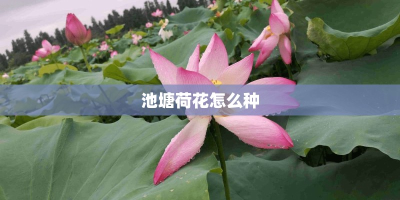 黄瓜育苗的诀窍都有哪些呢？_1