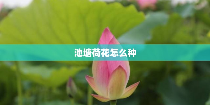 池塘荷花怎么种