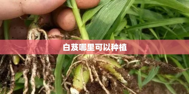 白芨哪里可以种植
