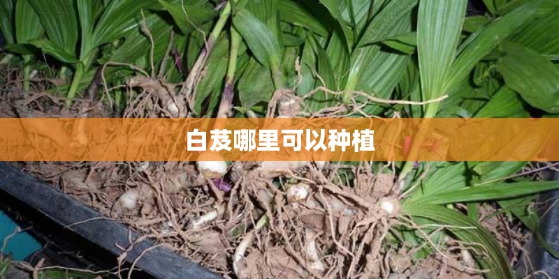白芨哪里可以种植