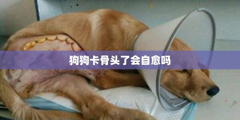 狗狗卡骨头了会自愈吗