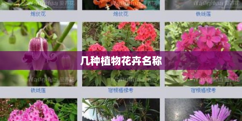 几种植物花卉名称