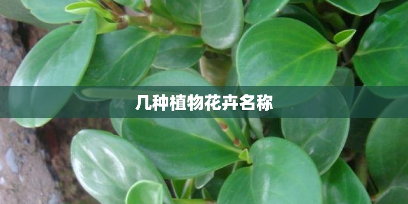 几种植物花卉名称