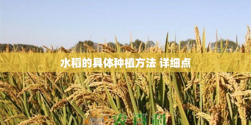 水稻的具体种植方法 详细点