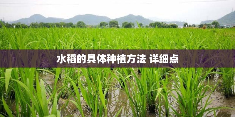 水稻的具体种植方法 详细点