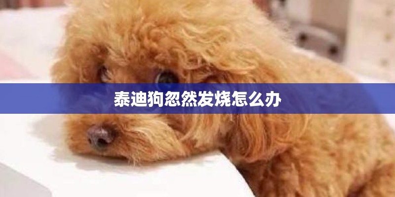 泰迪狗忽然发烧怎么办