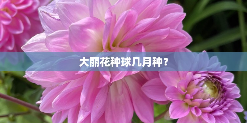 大丽花种球几月种？
