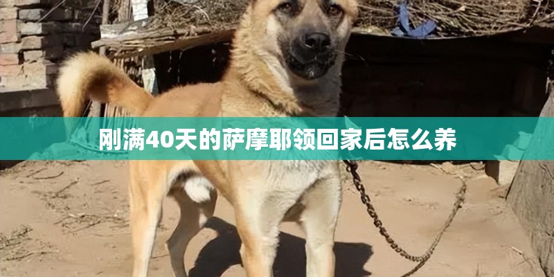 刚满40天的萨摩耶领回家后怎么养