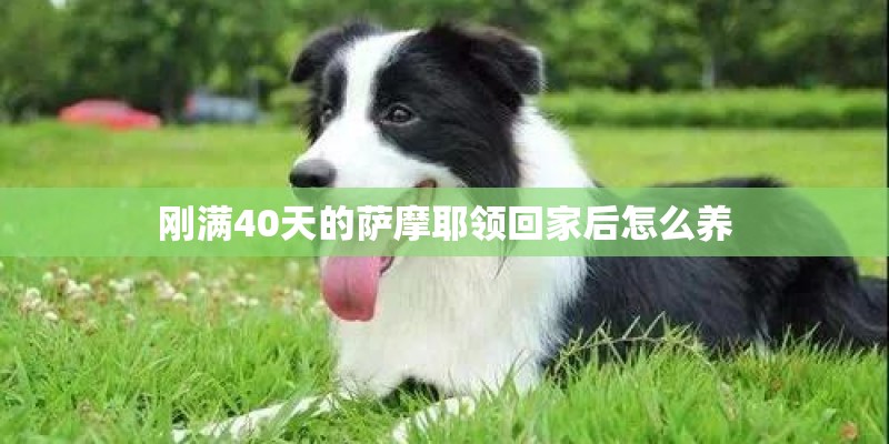 刚满40天的萨摩耶领回家后怎么养