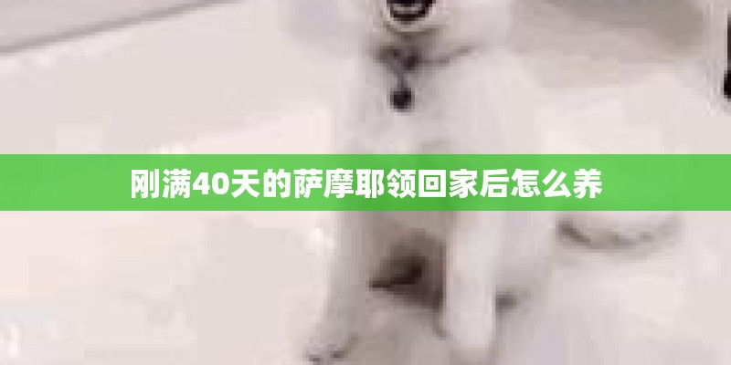 刚满40天的萨摩耶领回家后怎么养