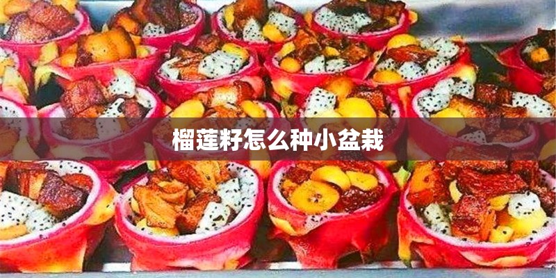 榴莲籽怎么种小盆栽