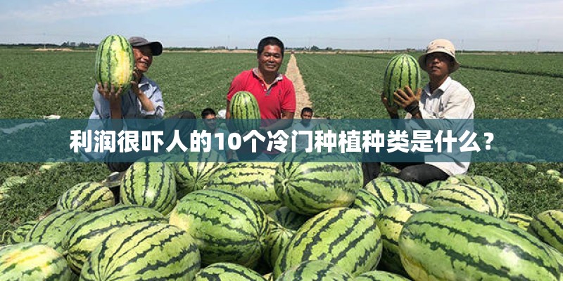 利润很吓人的10个冷门种植种类是什么？