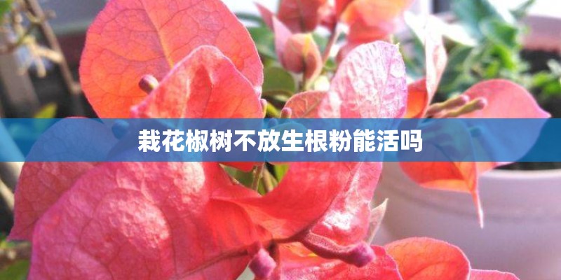栽花椒树不放生根粉能活吗