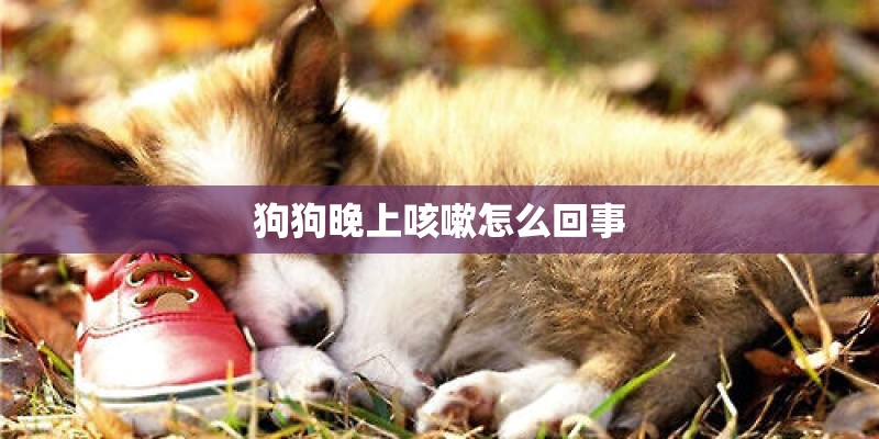 狗狗晚上咳嗽怎么回事
