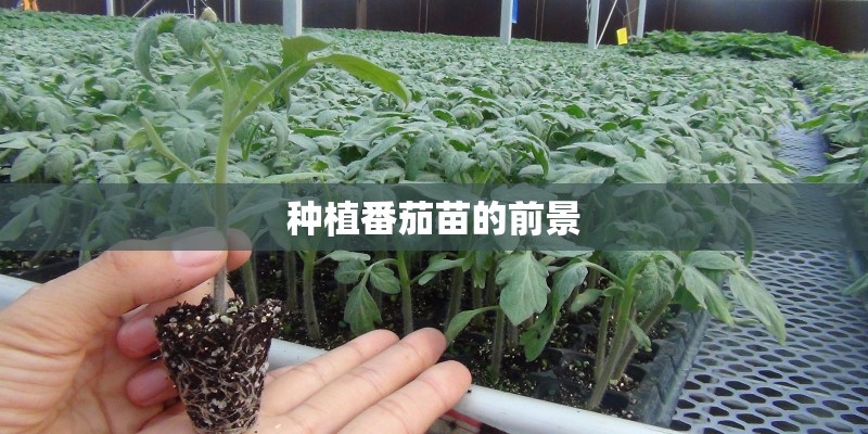 种植番茄苗的前景