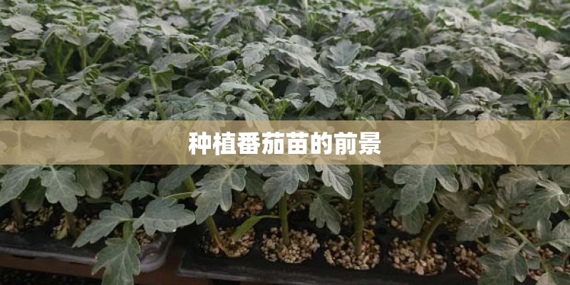 种植番茄苗的前景
