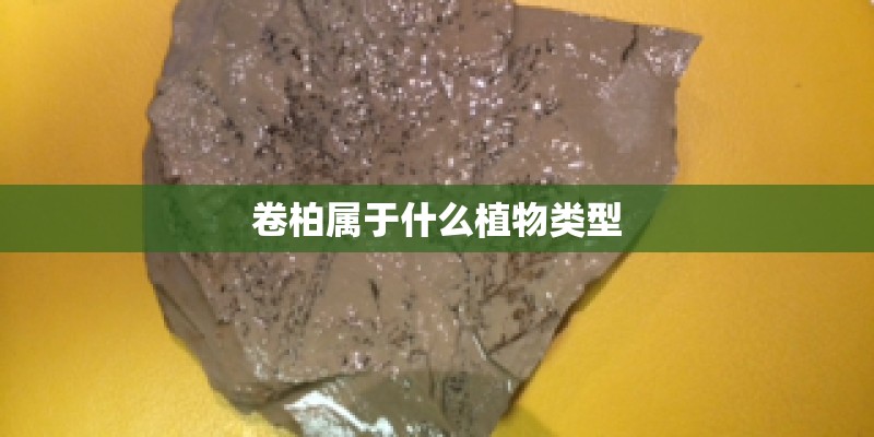 卷柏属于什么植物类型
