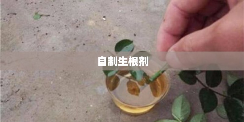 自制生根剂