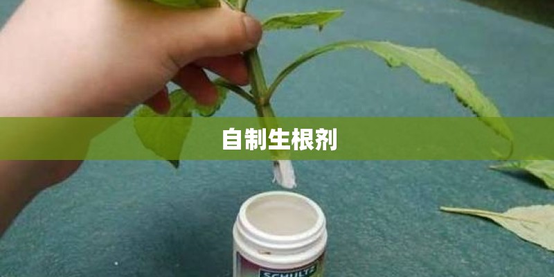 自制生根剂
