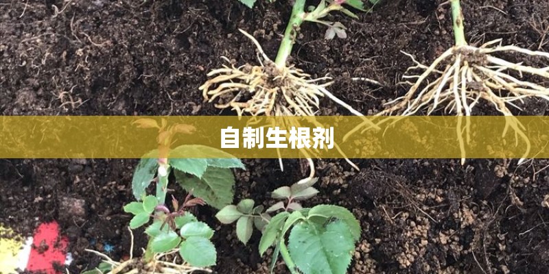 自制生根剂
