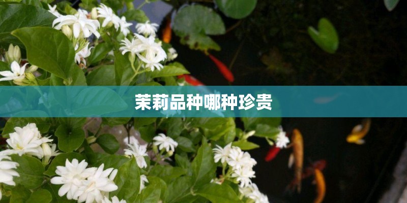 茉莉品种哪种珍贵