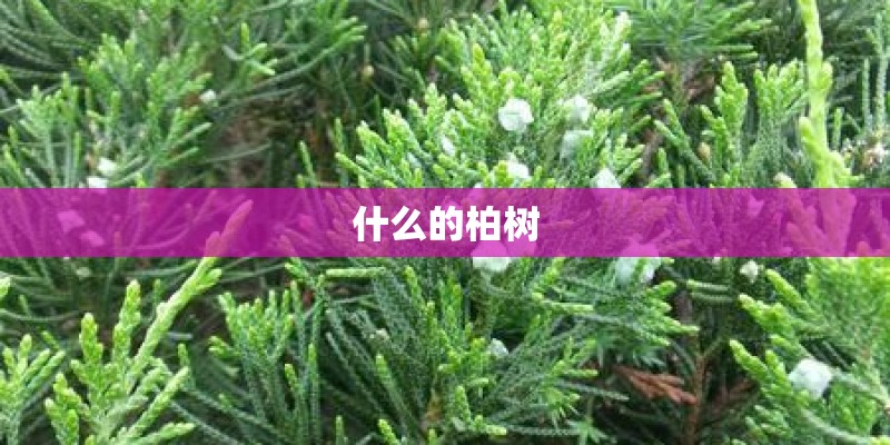 什么的柏树