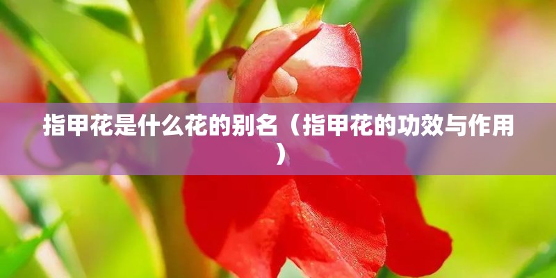 指甲花是什么花的别名（指甲花的功效与作用）