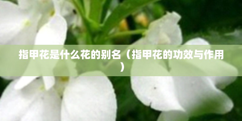 指甲花是什么花的别名（指甲花的功效与作用）