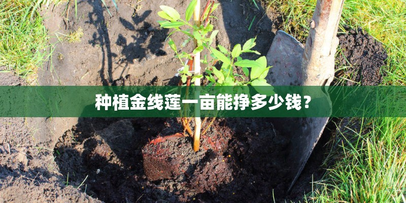 种植金线莲一亩能挣多少钱？