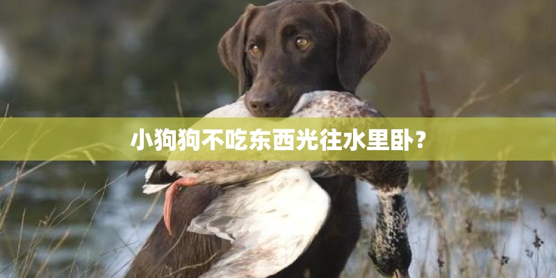 小狗狗不吃东西光往水里卧？