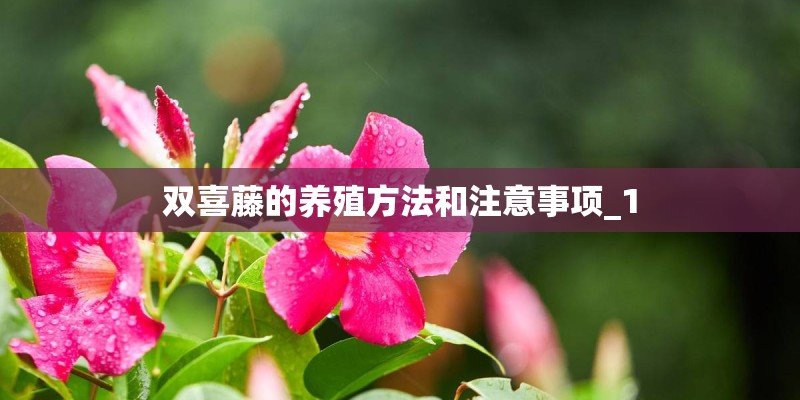 双喜藤的养殖方法和注意事项_1