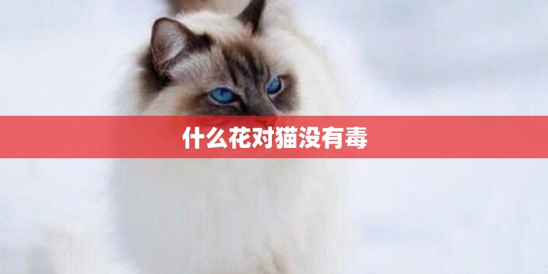 什么花对猫没有毒