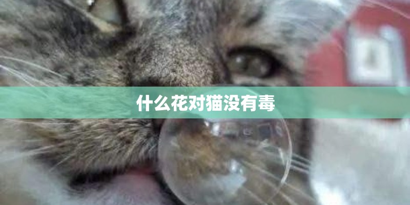 什么花对猫没有毒