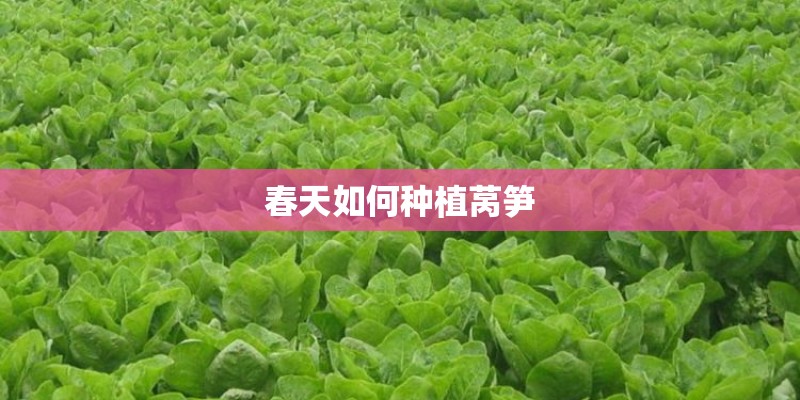 春天如何种植莴笋
