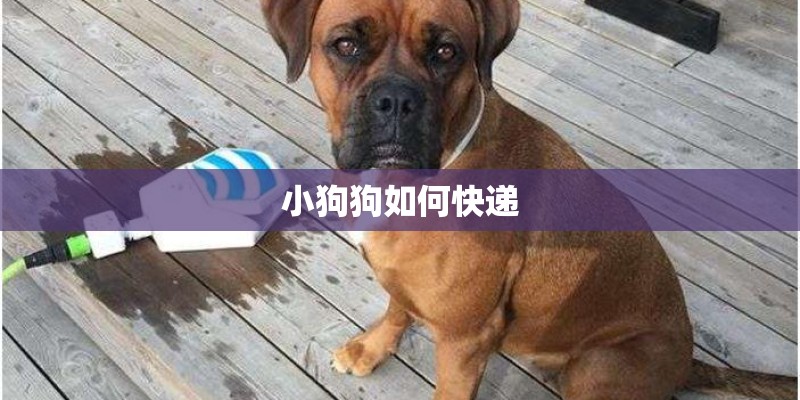 小狗狗如何快递