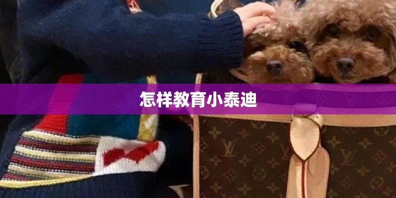 怎样教育小泰迪
