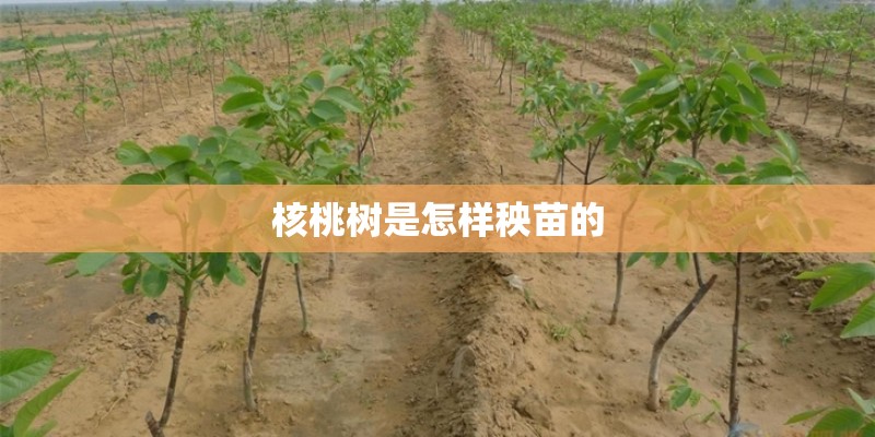核桃树是怎样秧苗的